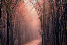 贾马尔·穆雷：掘金的(de)领袖与统治者